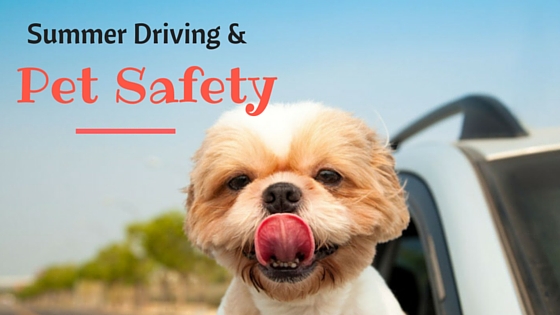 Traveling With Your Pet