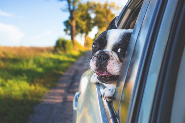 Dog looking out car window
